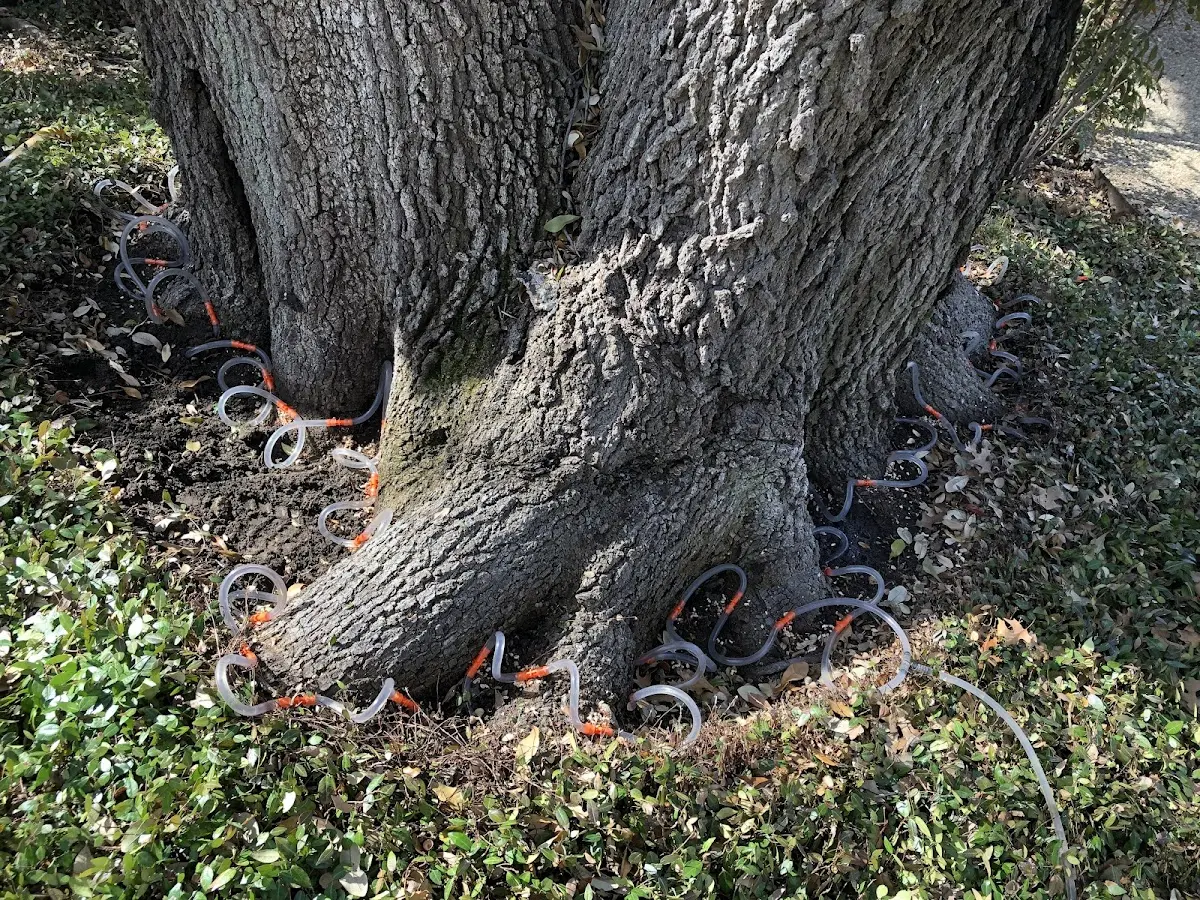 Detailed Tree Cabling and Bracing job site in Castalia