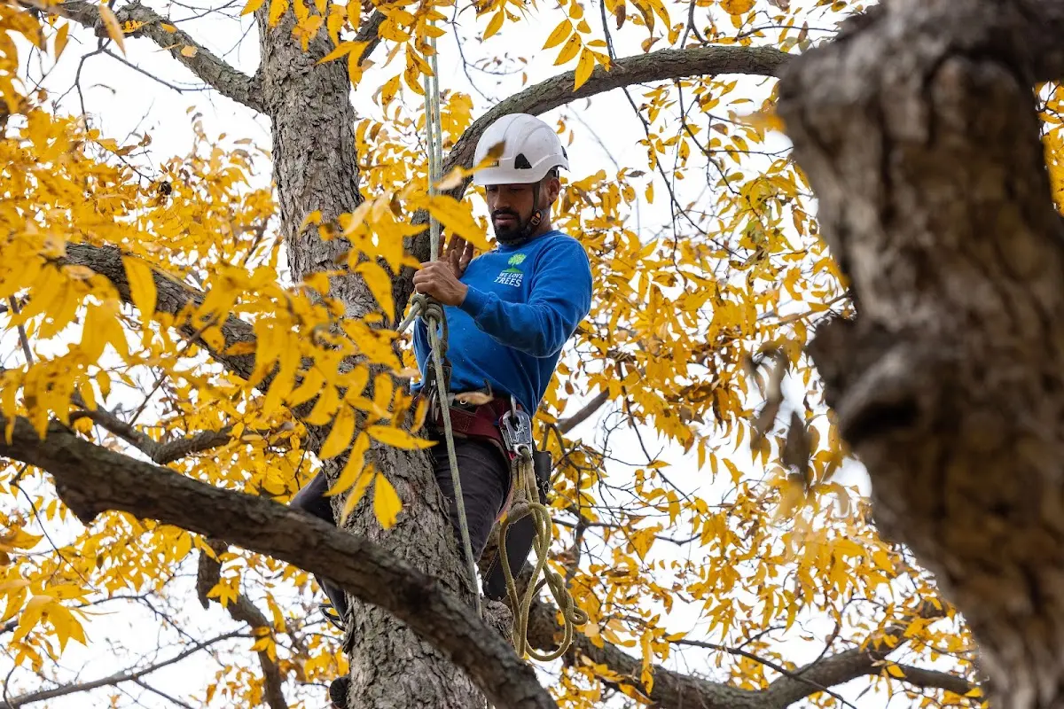 Skilled Tree Pruning crew working in Castalia