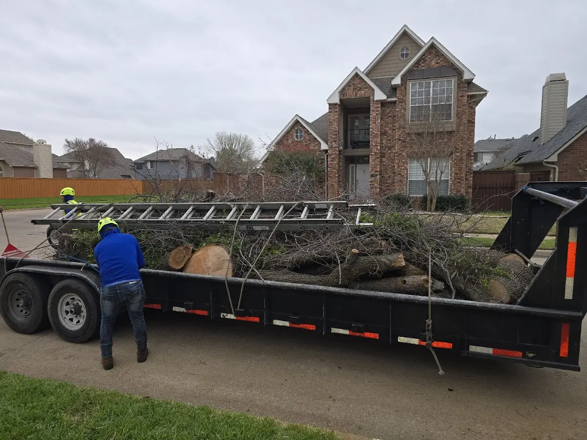Expert Tree Removal with proper safety equipment in Castalia